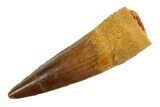 Real Fossil Spinosaurus Tooth - Nice Enamel & Tip #346883-1